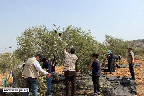contadine palestinesi impegnate nella raccolta delle olive